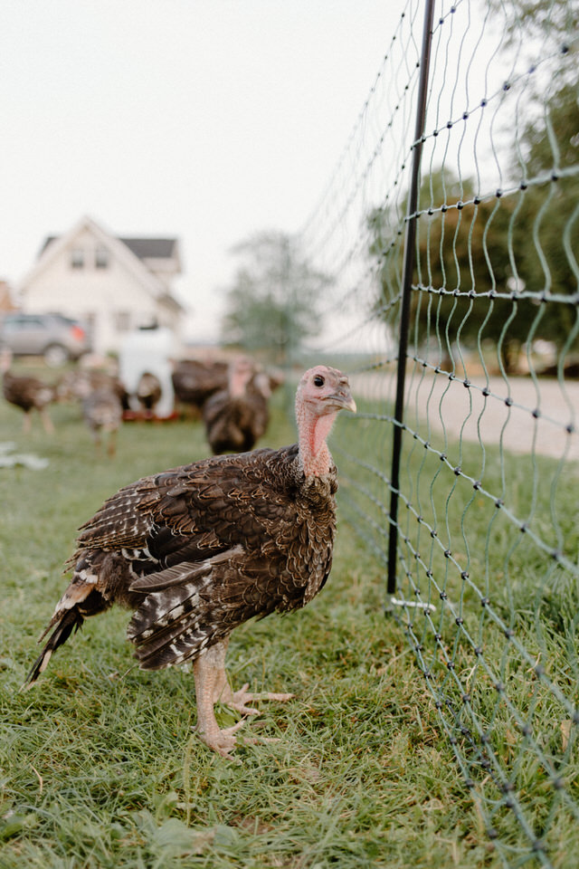 hen and harrow farm clarksburg