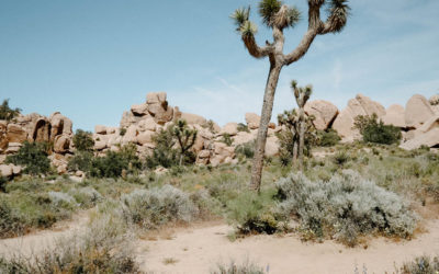 Joshua Tree Weekend Guide